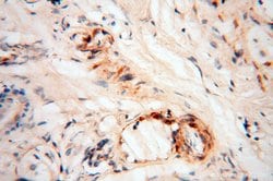 Calsequestrin 2 Rabbit anti-Human, Mouse, Rat, Polyclonal, Proteintech 150 &mu;L | Buy Online | Proteintech Group Inc | Fisher Scientific