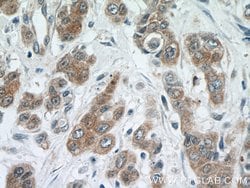 PRMT5 Rabbit anti-Human, Mouse, Polyclonal, Proteintech 150 &mu;L; Unconjugated:Antibodies,