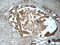 PRMT5 Rabbit anti-Human, Mouse, Polyclonal, Proteintech 150 &mu;L; Unconjugated:Antibodies,
