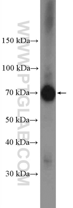 PRMT5 Rabbit anti-Human, Mouse, Polyclonal, Proteintech 150 &mu;L; Unconjugated:Antibodies,