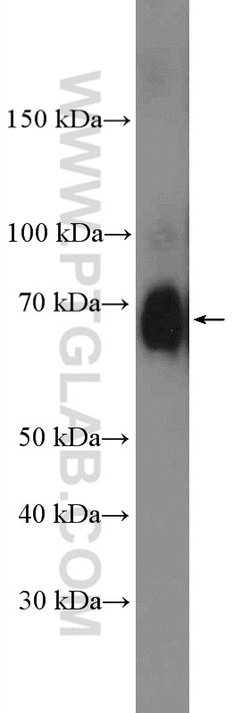 PRMT5 Rabbit anti-Human, Mouse, Polyclonal, Proteintech 150 &mu;L; Unconjugated:Antibodies,