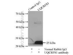 UQCRFS1 Rabbit anti-Human, Mouse, Rat, Polyclonal, Proteintech 150 &mu;L;