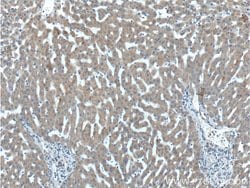 IGFBP4 Rabbit anti-Human, Rat, Polyclonal, Proteintech 150 &mu;L; Unconjugated:Antibodies,