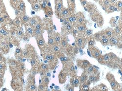 IGFBP4 Rabbit anti-Human, Rat, Polyclonal, Proteintech 150 &mu;L; Unconjugated:Antibodies,
