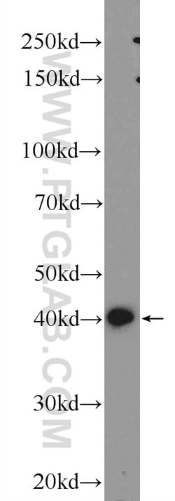 IGFBP4 Rabbit anti-Human, Rat, Polyclonal, Proteintech 150 &mu;L; Unconjugated:Antibodies,