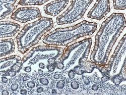 ALPPL2 Rabbit anti-Human, Mouse, Rat, Polyclonal, Proteintech:Antibodies:Primary