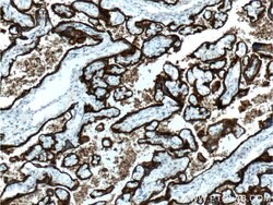 ALPPL2 Rabbit anti-Human, Mouse, Rat, Polyclonal, Proteintech:Antibodies:Primary