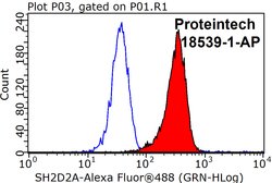 SH2D2A Rabbit anti-Human, Polyclonal, Proteintech:Antibodies:Primary Antibodies
