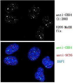 CBX4 Rabbit anti-Human, Mouse, Rat, Polyclonal, Proteintech 20 &mu;L; Unconjugated:Antibodies,