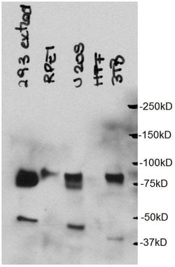 CBX4 Rabbit anti-Human, Mouse, Rat, Polyclonal, Proteintech 20 &mu;L; Unconjugated:Antibodies,