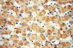 LSS Rabbit anti-Human, Mouse, Rat, Polyclonal, Proteintech 150 &mu;L; Unconjugated:Antibodies,