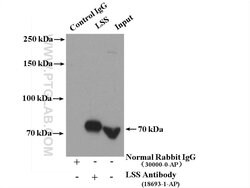 LSS Rabbit anti-Human, Mouse, Rat, Polyclonal, Proteintech 150 &mu;L; Unconjugated:Antibodies,