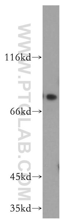 NUMB Rabbit anti-Human, Mouse, Polyclonal, Proteintech 150 &mu;L; Unconjugated:Antibodies,