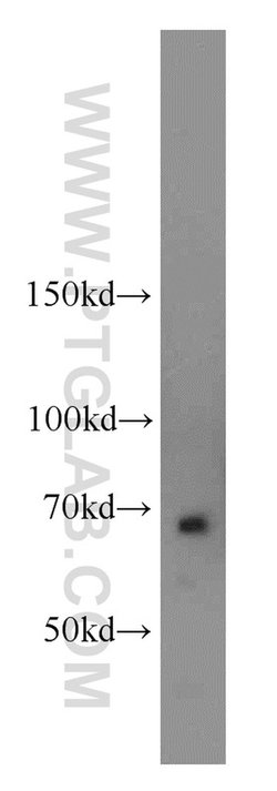 NUMB Rabbit anti-Human, Mouse, Polyclonal, Proteintech 150 &mu;L; Unconjugated:Antibodies,