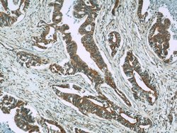 RIC8A Rabbit anti-Human, Polyclonal, Proteintech 150 &mu;L; Unconjugated:Antibodies,