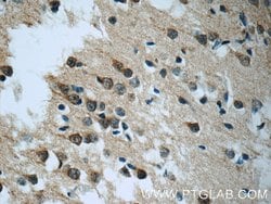 RIC8A Rabbit anti-Human, Polyclonal, Proteintech 150 &mu;L; Unconjugated:Antibodies,