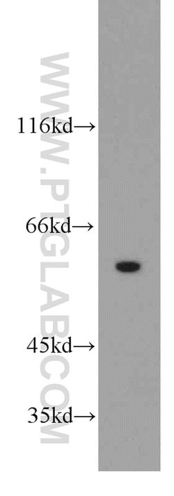 RIC8A Rabbit anti-Human, Polyclonal, Proteintech 150 &mu;L; Unconjugated:Antibodies,