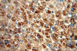 Cytokeratin 18 Rabbit anti-Human, Polyclonal, Proteintech 150 &mu;L; Unconjugated:Antibodies,