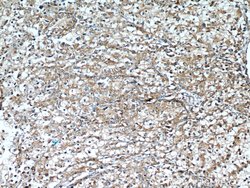 Cytokeratin 18 Rabbit anti-Human, Polyclonal, Proteintech 150 &mu;L; Unconjugated:Antibodies,