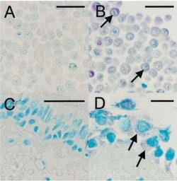 Rhinovirus 16 Monoclonal Antibody (R16-7), QED Bioscience 100 &mu;g | Buy Online | Leinco Technologies Inc | Fisher Scientific