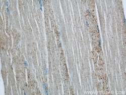 Twinkle Rabbit anti-Human, Polyclonal, Proteintech 150 &mu;L; Unconjugated:Antibodies,