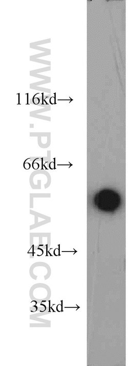 HSF4 Rabbit anti-Human, Mouse, Polyclonal, Proteintech 150 &mu;L; Unconjugated:Antibodies,