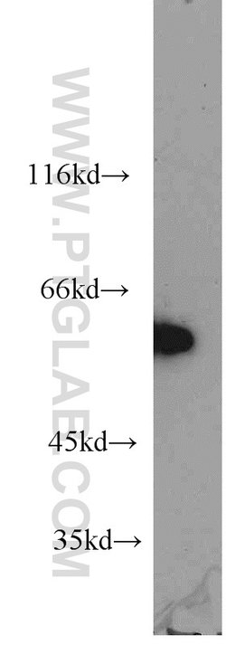 HSF4 Rabbit anti-Human, Mouse, Polyclonal, Proteintech 150 &mu;L; Unconjugated:Antibodies,
