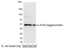 6 His Polyclonal Antibody, QED Bioscience 100 &mu;g; Unconjugated:Antibodies,