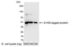 6 His Polyclonal Antibody, QED Bioscience 100 &mu;g; Unconjugated:Antibodies,