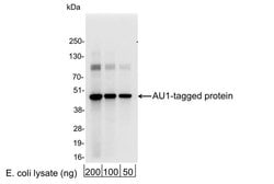 AU1 Polyclonal Antibody, QED Bioscience 100 &mu;g | Buy Online | Leinco Technologies Inc | Fisher Scientific
