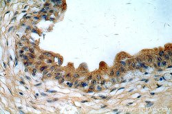 MYO16 Rabbit anti-Human, Mouse, Polyclonal, Proteintech:Antibodies:Primary