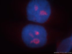 1A6/DRIM Rabbit anti-Human, Mouse, Rat, Polyclonal, Proteintech:Antibodies:Primary
