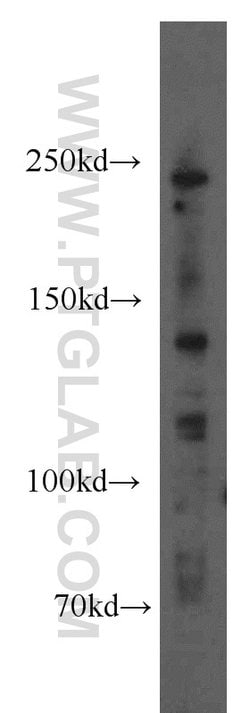 1A6/DRIM Rabbit anti-Human, Mouse, Rat, Polyclonal, Proteintech:Antibodies:Primary