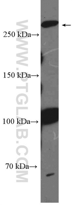 1A6/DRIM Rabbit anti-Human, Mouse, Rat, Polyclonal, Proteintech:Antibodies:Primary