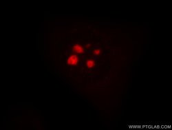 1A6/DRIM Rabbit anti-Human, Mouse, Rat, Polyclonal, Proteintech:Antibodies:Primary