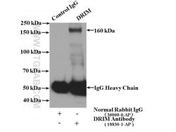 1A6/DRIM Rabbit anti-Human, Mouse, Rat, Polyclonal, Proteintech:Antibodies:Primary