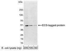 ECS Polyclonal Antibody, QED Bioscience:Antibodies:Primary Antibodies