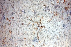 ARHGAP24 Rabbit anti-Canine, Human, Mouse, Rat, Zebrafish, Polyclonal,