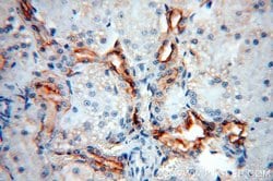 ARHGAP24 Rabbit anti-Canine, Human, Mouse, Rat, Zebrafish, Polyclonal,