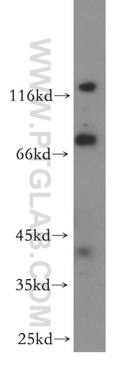 ARHGAP24 Rabbit anti-Canine, Human, Mouse, Rat, Zebrafish, Polyclonal,