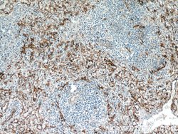 CD36 Rabbit anti-Hamster, Human, Mouse, Polyclonal, Proteintech:Antibodies:Primary