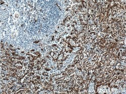 CD36 Rabbit anti-Hamster, Human, Mouse, Polyclonal, Proteintech:Antibodies:Primary