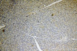 USP32 Rabbit anti-Human, Mouse, Polyclonal, Proteintech:Antibodies:Primary