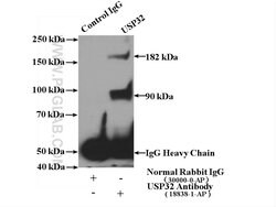 USP32 Rabbit anti-Human, Mouse, Polyclonal, Proteintech:Antibodies:Primary