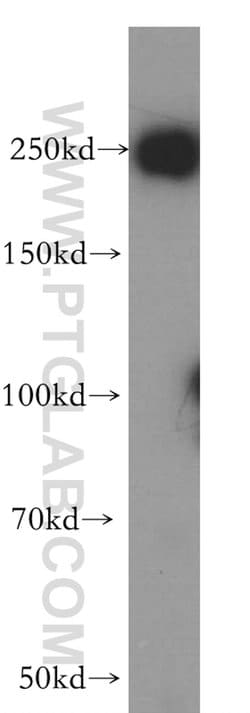 USP32 Rabbit anti-Human, Mouse, Polyclonal, Proteintech:Antibodies:Primary