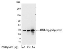 Glutathione-S-transferase (GST) Polyclonal Antibody, QED Bioscience 100