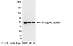 V5 Polyclonal Antibody, QED Bioscience 1 mg; Unconjugated:Antibodies, Polyclonal