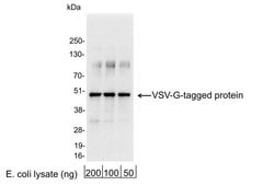 VSV-G Polyclonal Antibody, QED Bioscience:Antibodies:Primary Antibodies