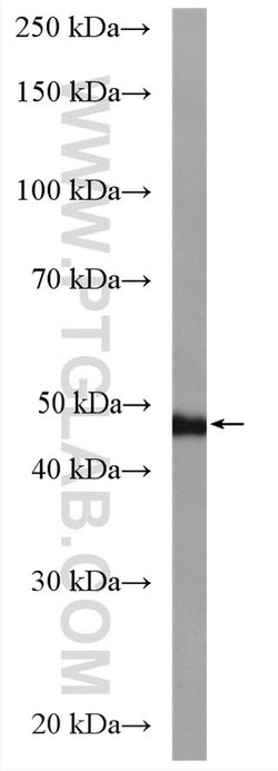 DYNC1LI2 Rabbit anti-Human, Mouse, Rat, Polyclonal, Proteintech 20 &mu;L;