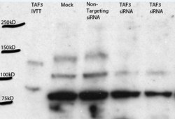 TAF3 Rabbit anti-Human, Polyclonal, Proteintech 150 &mu;L; Unconjugated:Antibodies,